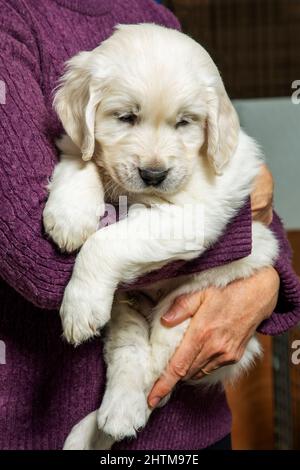 Sechs Wochen alt Platinum, oder Creme farbigen Golden Retriever Welpen. Stockfoto