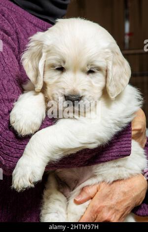 Sechs Wochen alt Platinum, oder Creme farbigen Golden Retriever Welpen. Stockfoto