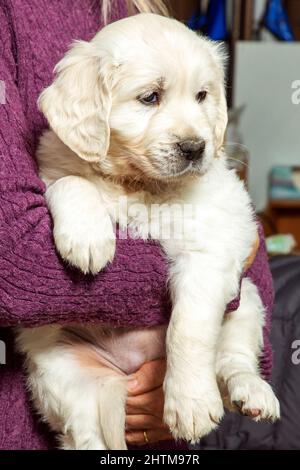 Sechs Wochen alt Platinum, oder Creme farbigen Golden Retriever Welpen. Stockfoto