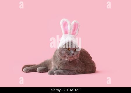 Niedliche schottische Falte Katze in Hasenohren auf rosa Hintergrund Stockfoto