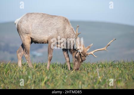 Ein junger männlicher Tuelch (Cervus canadensis nannodes) mit Geweih im Tomales Point Elchreservat in Point Reyes National Seashore, California, USA. Stockfoto