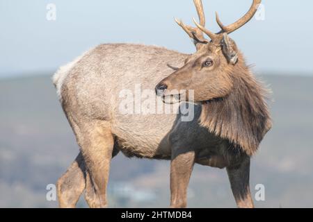 Ein junger männlicher Tuelch (Cervus canadensis nannodes) mit Geweih im Tomales Point Elchreservat in Point Reyes National Seashore, California, USA. Stockfoto