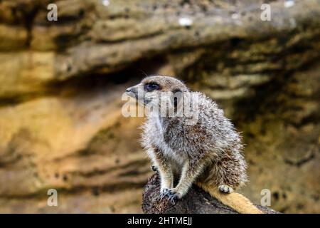 Aufnahme eines Erdmännchen, der auf einem Felsen auf einem unscharfen Hintergrund aus Felsen sitzt Stockfoto