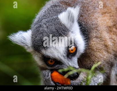 Shallow-Focus-Aufnahme eines Ringelschwanzmaki, der in hellem Sonnenlicht eine Karotte frisst Stockfoto