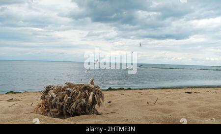 Alter Baumstumpf mit trockenem Gras und Seilen, umgeben von Sand am Fluss entlang. Möwen fliegen über dem See mit gewelltem Wasser auf blauem bewölktem Himmel b Stockfoto