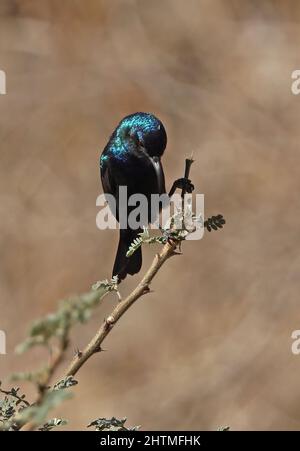 Palestine Sunbird (Cinnyris osea osea) erwachsenes Männchen, das auf dem Zweig Oman thront Dezember Stockfoto