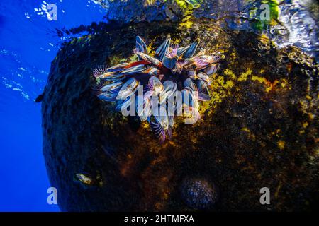 Diese Gruppe von Gänseschnepfeln, Lepas anatifera, ist mehrere Meilen vor der Big Island von Hawaii, USA, an einer Boje befestigt. Stockfoto