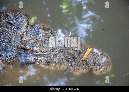 Das Salzwasser-Krokodil, Crocodylus porosus, wird manchmal als Mündungskrokodil, Indonesien, bezeichnet. Stockfoto