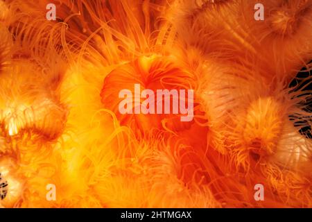 Ein genauer Blick auf den Mund und die umgebenden Tentakeln einer orangen Plumose-Anemone, Metridium senile, im Pazifischen Nordwesten des Ozeans, British Columbia, Stockfoto