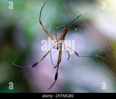 Makroaufnahme eines leuchtend farbigen goldenen Orbwebers (Nephila edulis), der im Madidi-Nationalpark in Rurrenabaque in Bolivien an Spinnennetzen hängt. Stockfoto