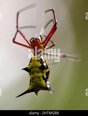 Makroaufnahme eines leuchtend farbigen goldenen Orbwebers (Nephila edulis), der im Madidi-Nationalpark in Rurrenabaque in Bolivien an Spinnennetzen hängt. Stockfoto