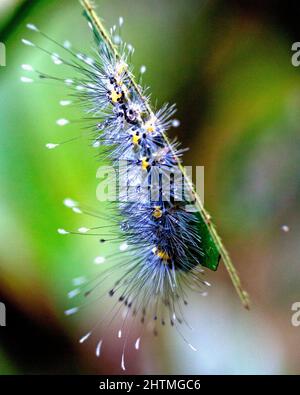 Makrobild einer farbenfrohen und exotischen Raupe im Amazonas-Dschungel im Madidi-Nationalpark, Rurrenabaque in Bolivien. Stockfoto