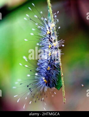 Makrobild einer farbenfrohen und exotischen Raupe im Amazonas-Dschungel im Madidi-Nationalpark, Rurrenabaque in Bolivien. Stockfoto