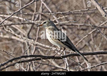 Water Pipit (Anthus spinoletta) Erwachsener auf dem Zweig Oman Dezember Stockfoto