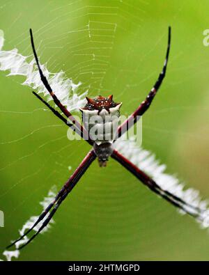 Makroaufnahme eines leuchtend farbigen goldenen Orbwebers (Nephila edulis), der im Madidi-Nationalpark in Rurrenabaque in Bolivien an Spinnennetzen hängt. Stockfoto