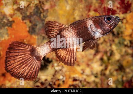 Paddellefin-Kardinalfisch, Pseudamia zonata, kann in Höhlen, Indonesien, schweben gefunden werden. Stockfoto