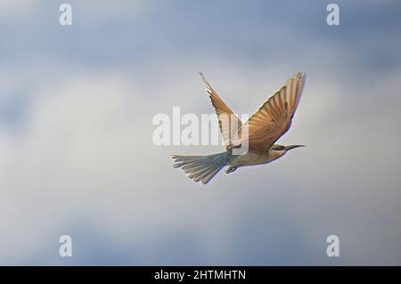 Aufnahme eines Bienenfressers mit Blauschwänzchen, der in hellem Sonnenlicht auf dem wolkigen Himmel fliegt Stockfoto