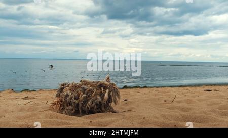 Alter Baumstumpf mit trockenem Gras und Seilen, umgeben von Sand am Fluss entlang. Möwen fliegen über dem See mit gewelltem Wasser auf blauem bewölktem Himmel b Stockfoto