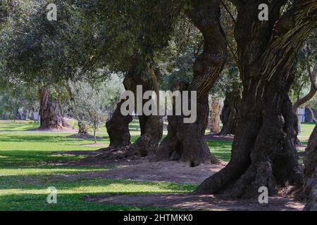 Stadtwald mit alten Olivenbäumen im Zentrum der Stadt, Parque el Olivar in Lima - Peru. Stockfoto