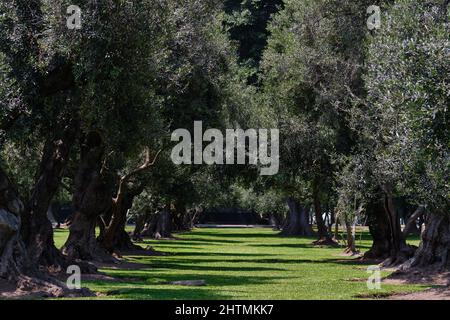 Stadtwald mit alten Olivenbäumen im Zentrum der Stadt, Parque el Olivar in Lima - Peru. Stockfoto