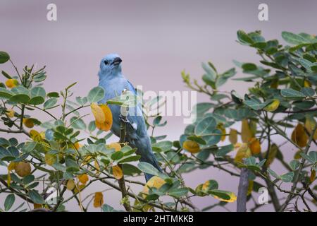 Blaugrauer Tanager (Thraupis episcopus), auf Ästen liegend, die sich füttern. Stockfoto