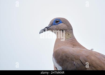 Ohrtaube (Zenaida auriculata), Detailportrait. Stockfoto