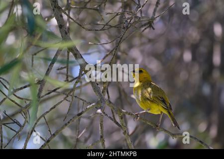 Safranfinch (Sicalis flaveola), in seiner natürlichen Umgebung thront. Stockfoto