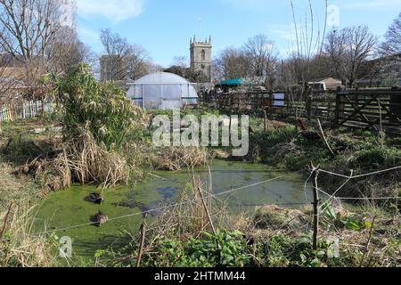 Wintersonne auf der Stepney City Farm, mit der St. Dunstan & All Saints Church im Osten Londons, Großbritannien Stockfoto