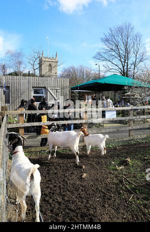 Wintersonne auf der Stepney City Farm, während die Ziegen die Besucher unterhalten, im Osten Londons, Großbritannien Stockfoto