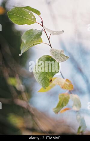 Selektive Fokusaufnahme von Pflanzenblättern Stockfoto