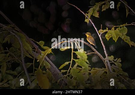 Shallow Focus Aufnahme eines kleinen Spiderjägers, der im Sonnenlicht auf einem Baumzweig thront Stockfoto