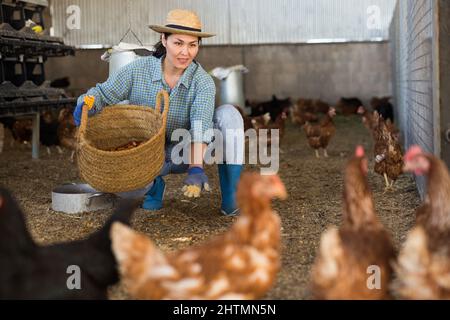 Bäuerin, die im Hühnerstall arbeitet und Hühner füttert Stockfoto