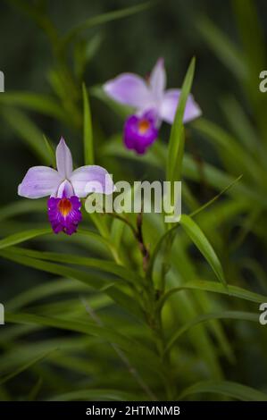 Eine selektive Fokusaufnahme einer wilden Orchideenblume, die im Garten auf einem verschwommenen Hintergrund blüht Stockfoto