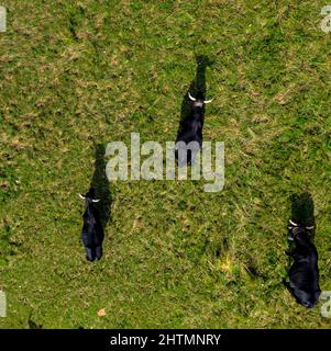 Drohnenfoto von grasenden Kühen von oben. Grüne Wiese, Weide, Sommer. Frankreich Stockfoto