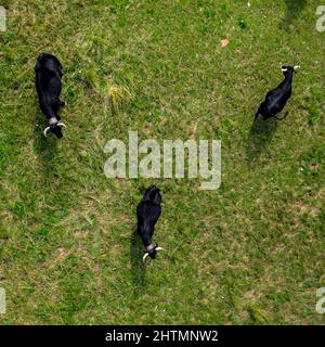 Drohnenfoto von grasenden Kühen von oben. Grüne Wiese, Weide, Sommer. Frankreich Stockfoto