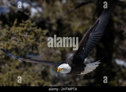 Weißkopfseeadler beim Fischen in der Schlucht am Morgen Stockfoto