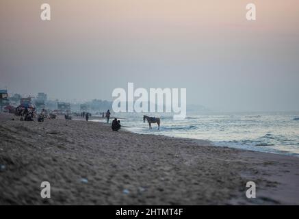 Gaza, Palästina. 01. März 2022. Ein Pferd wird am Ufer des Mittelmeers bei Sonnenuntergang in Gaza City gesehen. (Foto von Yousef Masoud/SOPA Images/Sipa USA) Quelle: SIPA USA/Alamy Live News Stockfoto