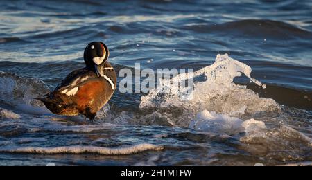 Harlequin Ente im Winter am Jersey Shore im Ozean Stockfoto