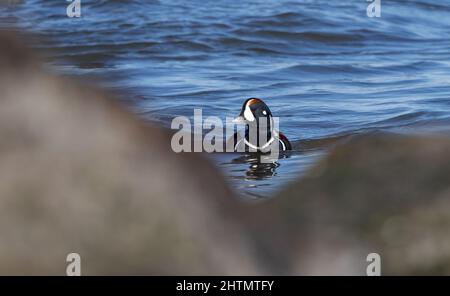Harlequin Ente im Winter am Jersey Shore im Ozean Stockfoto