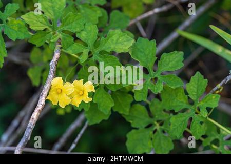 Bittermelone (Momordica charantia) - Hollywood, Florida, USA Stockfoto