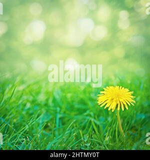 Unkraut kann schön sein. Ein leuchtend gelber Dandelion, der auf einem Rasen wächst. Stockfoto