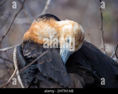 Unreifer Fregatte-Vogel, North Seymour, Galapagos, Ecuador Stockfoto