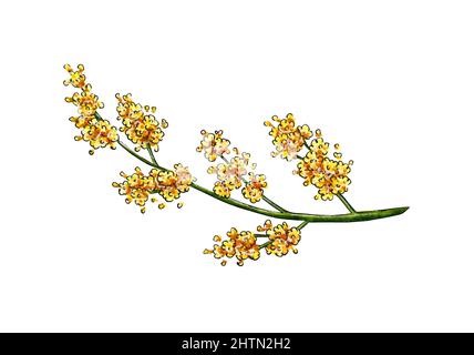 Aquarell-Illustration von Mimosen gelben Frühlingsblumen Zweig. Symbol des Internationalen Frauentags. Abstrakte Mimosenblumen für Drucke, Einladungen, Stockfoto