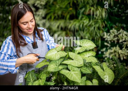 Weibliche Gärtnerin, die Blätter von Syngonium schneidet, verwenden eine Schere, die im vertikalen Grün des Gewächshauses arbeitet Stockfoto