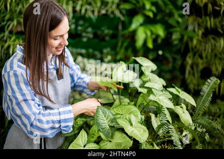 Weibliche Gärtnerin, die Blätter von Syngonium schneidet, verwenden eine Schere, die im vertikalen Grün des Gewächshauses arbeitet Stockfoto