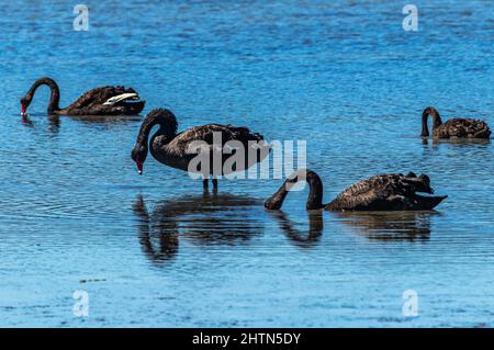 Schwarze Schwäne im flachen Wasser Stockfoto