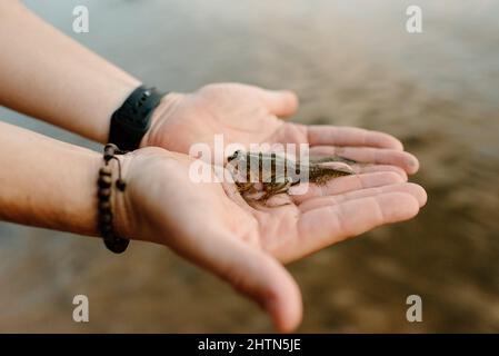 Kanada, Yukon, Whitehorse, Nahaufnahme eines mans-Hand-Frosches Stockfoto