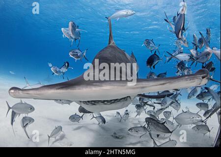 Bahamas, Hammerhai und Schule von Fischen, die im Meer schwimmen Stockfoto