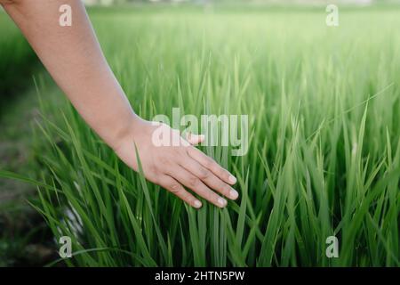 Weibliche Hand berührt Reisblätter in der Landwirtschaftsfarm berührte Nahaufnahme einer weiblichen Hand frisches Reisblatt im Reisfeld. Bauer Frau Entspannung Whi Stockfoto