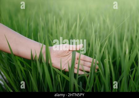 Weibliche Hand berührt Reisblätter in der Landwirtschaftsfarm berührte Nahaufnahme einer weiblichen Hand frisches Reisblatt im Reisfeld. Bauer Frau Entspannung Whi Stockfoto